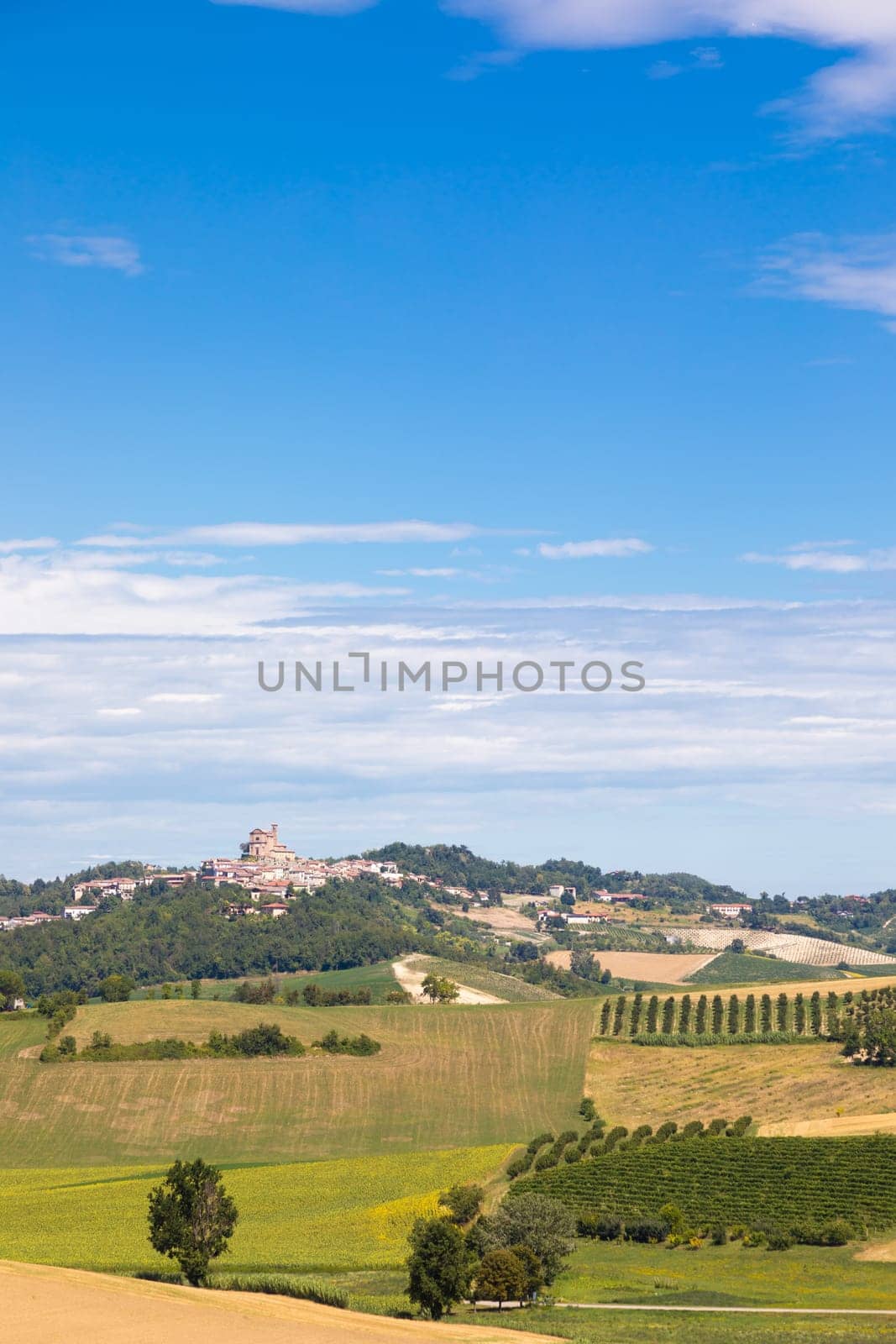 Barbera vineyard in Piedmont - Piemonte - region, Italy. Countryside landscape in Langhe area.