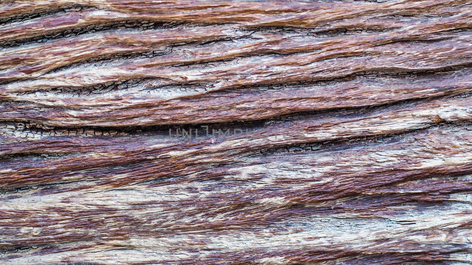 Old tree bark rough texture close up surface. Nature wood grunge grain background.