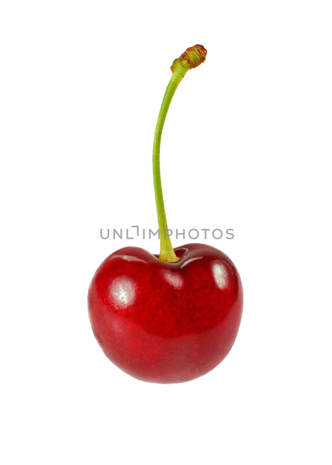 Single red cherry (Prunus avium fruit) isolated on white background