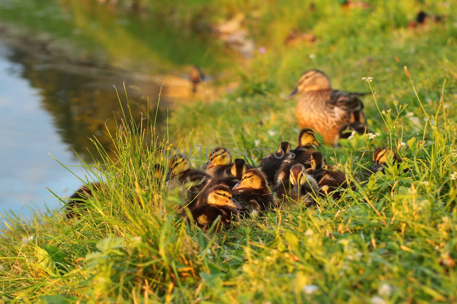 Little mallards (Anas platyrhynchos) getting ready to sleep, with mother duck in background, sunset light.