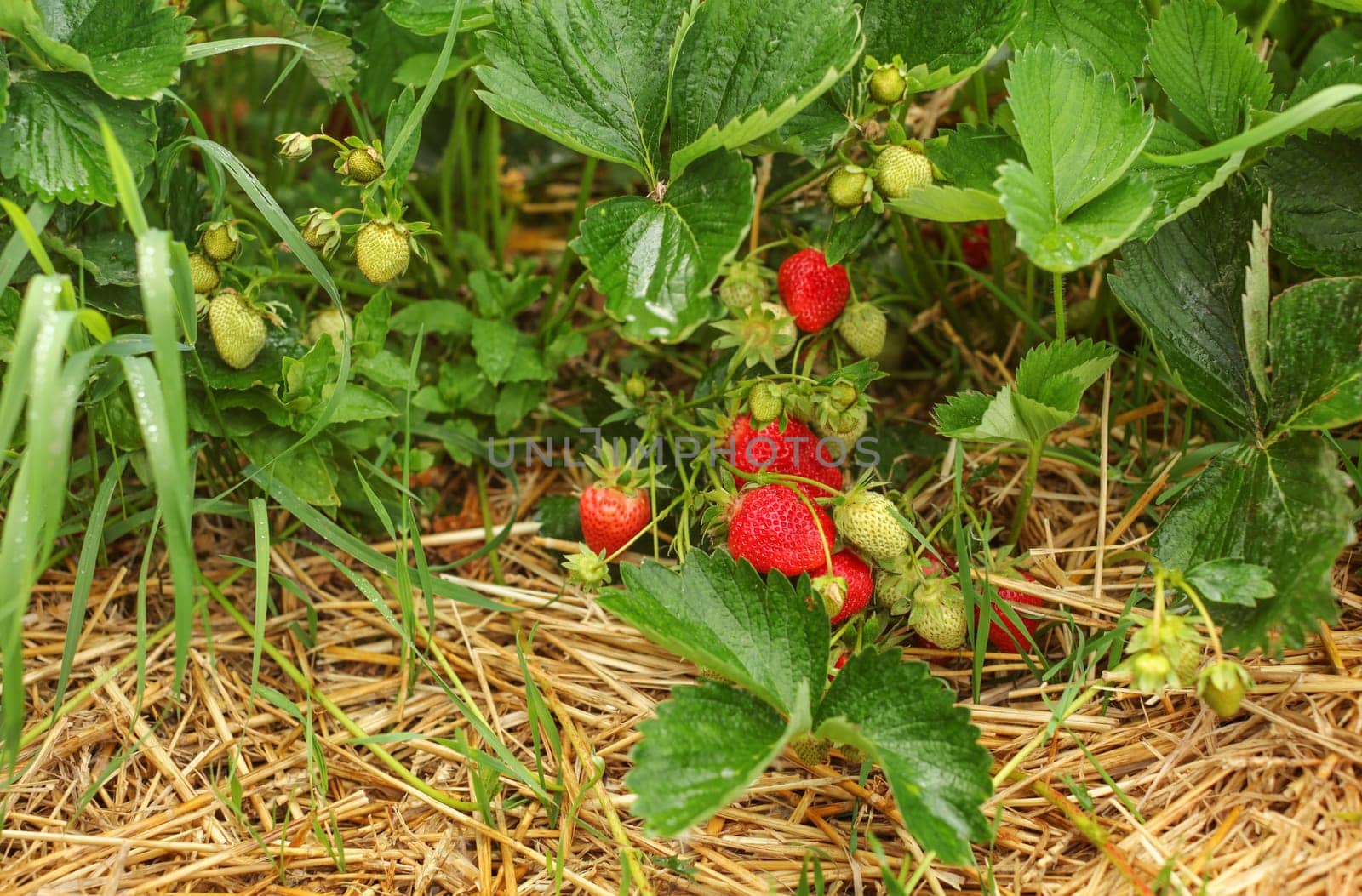 Strawberries, ripe and unripe, with leaves and straw under, on a farm strawberry field.