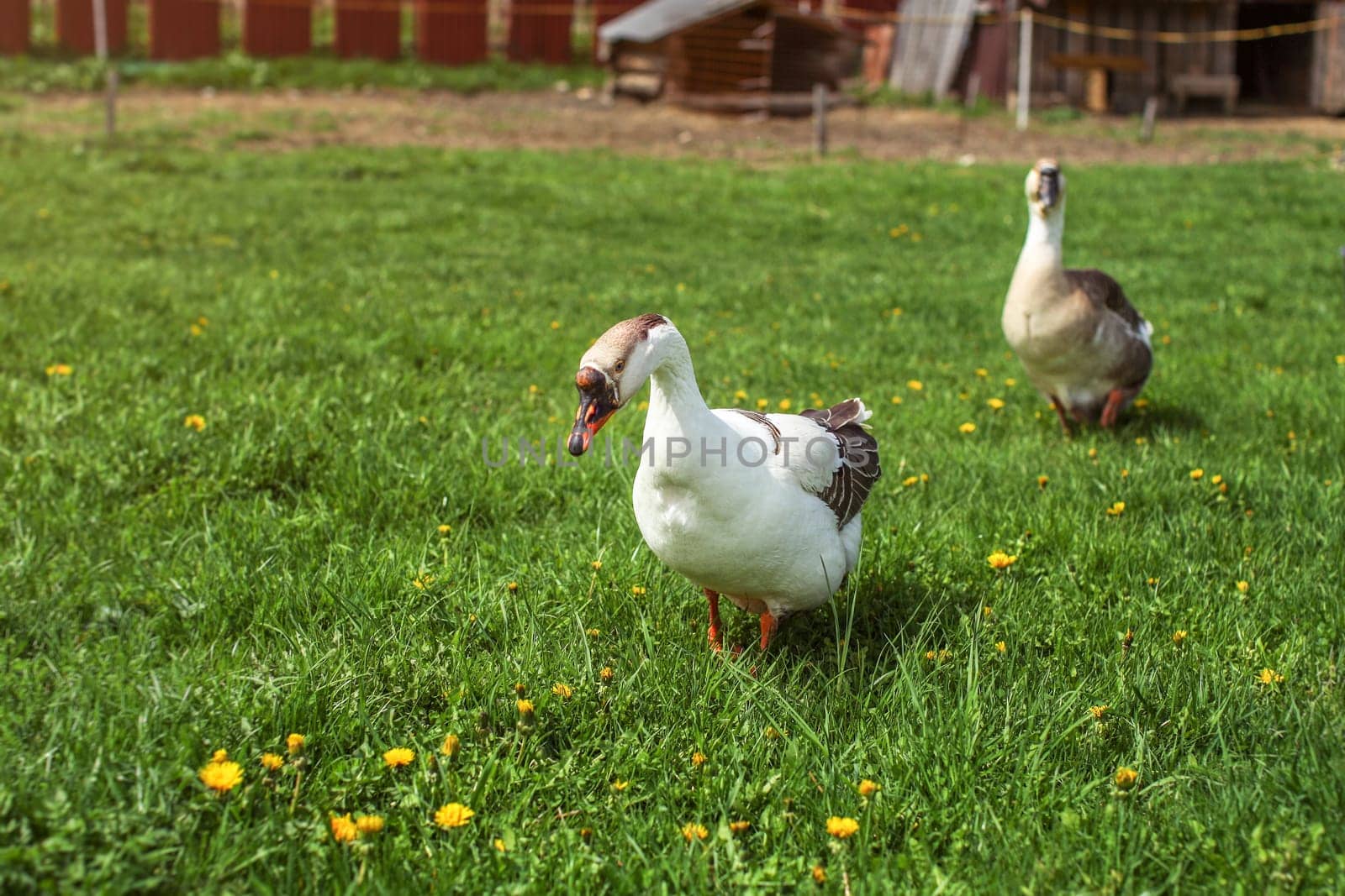 Goose on a farm, walking on meadow with dandelions