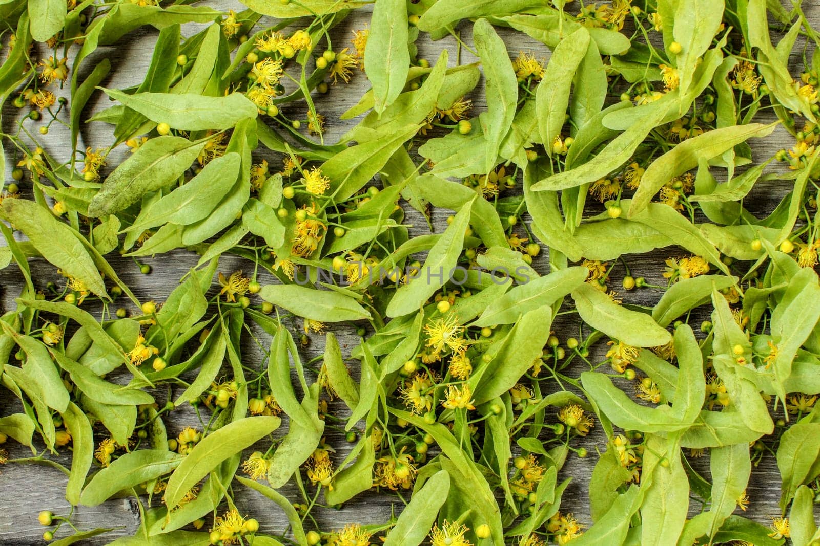 Linden (Tilia cordata) leaves and flowers, dried on wooden boards for herbal tea.