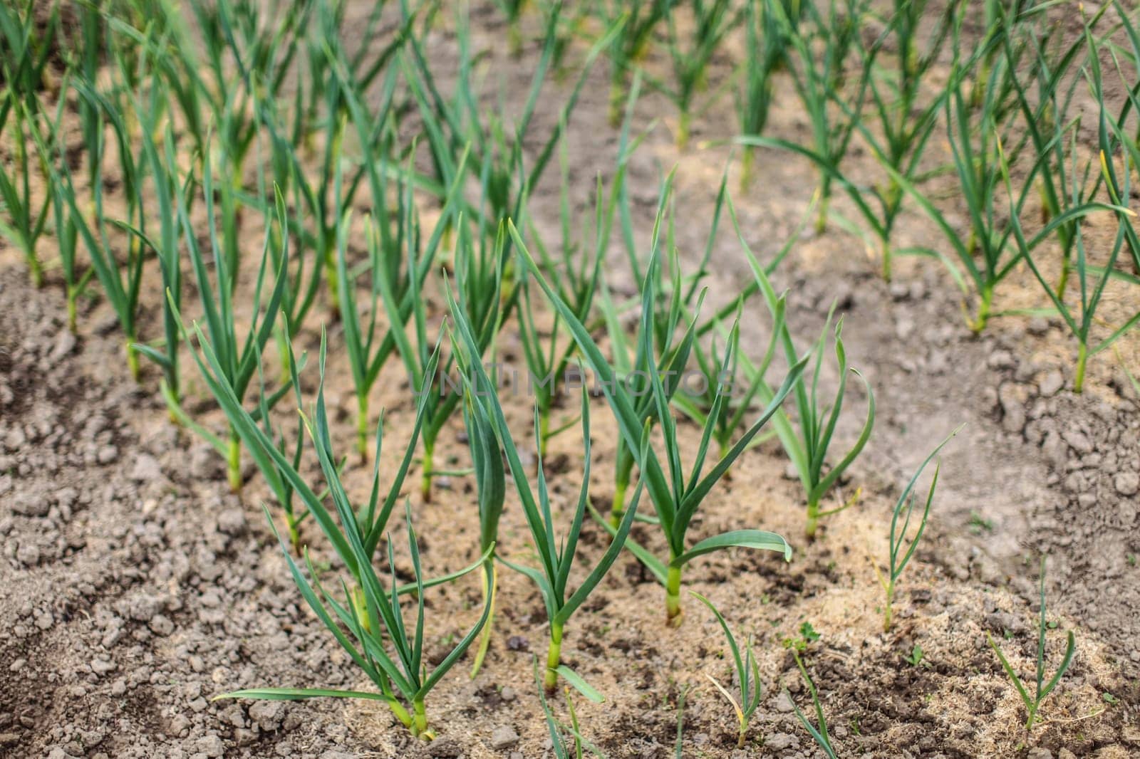 Shallow depth of field photo, only few plants in focus -  young onion in garden.
