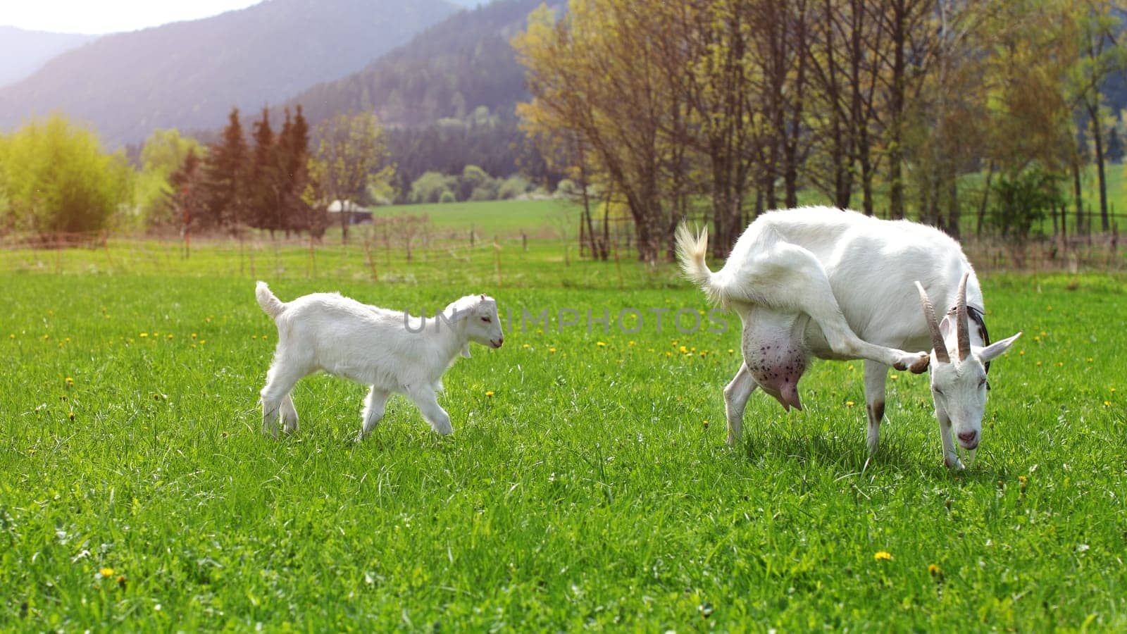 Female goat scratching her head, with baby goat behind her, walking on sun lit farm meadow.