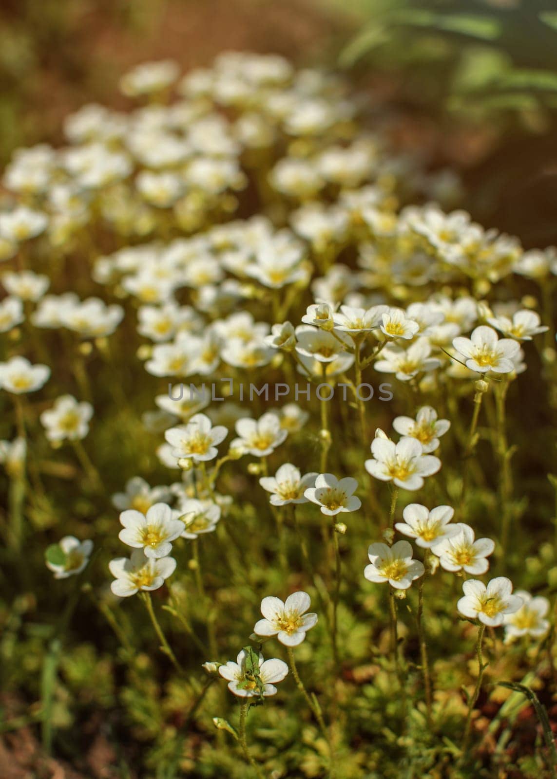 Shallow depth of field photo, only few petals in focus - small white flowers lit by afternoon sun. Abstract spring background.