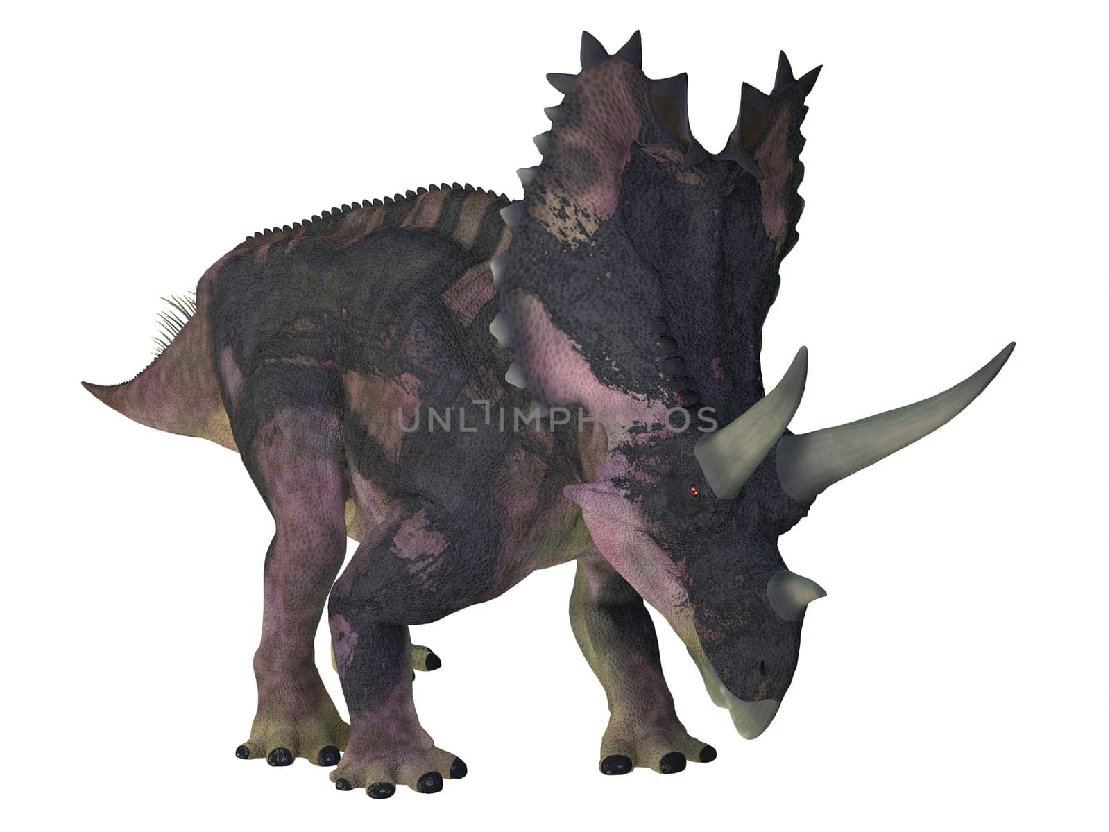 Agujaceratops was a armored Ceratopsian dinosaur that lived in Texas, USA during the Cretaceous Period.