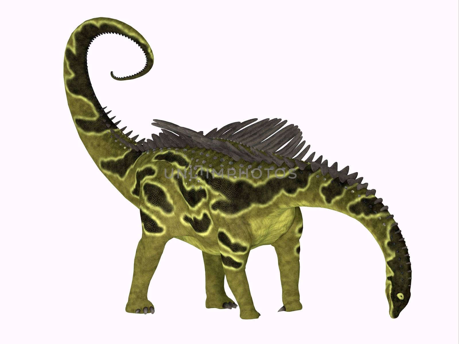 Agustinia was an armored sauropod dinosaur that lived in South America during the Cretaceous Period.
