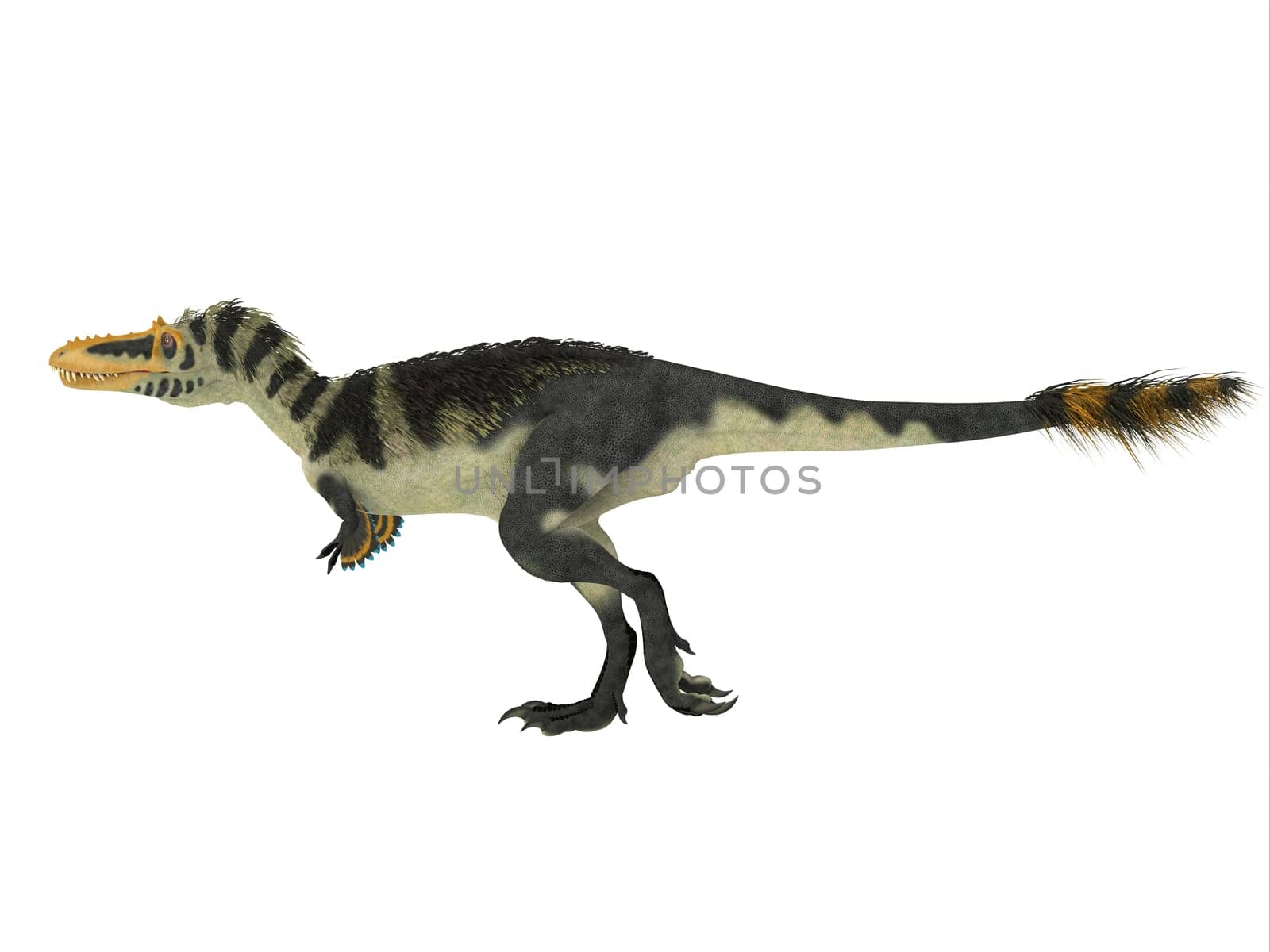 Alioramus was a carnivorous theropod dinosaur that lived in Mongolia, Asia during the Cretaceous Period.