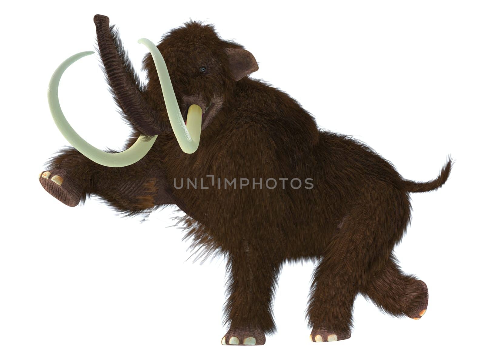 The Woolly Mammoth was a herbivorous mammal that lived in the Pliocene and Pleistocene periods of Asia  Siberia and North America.