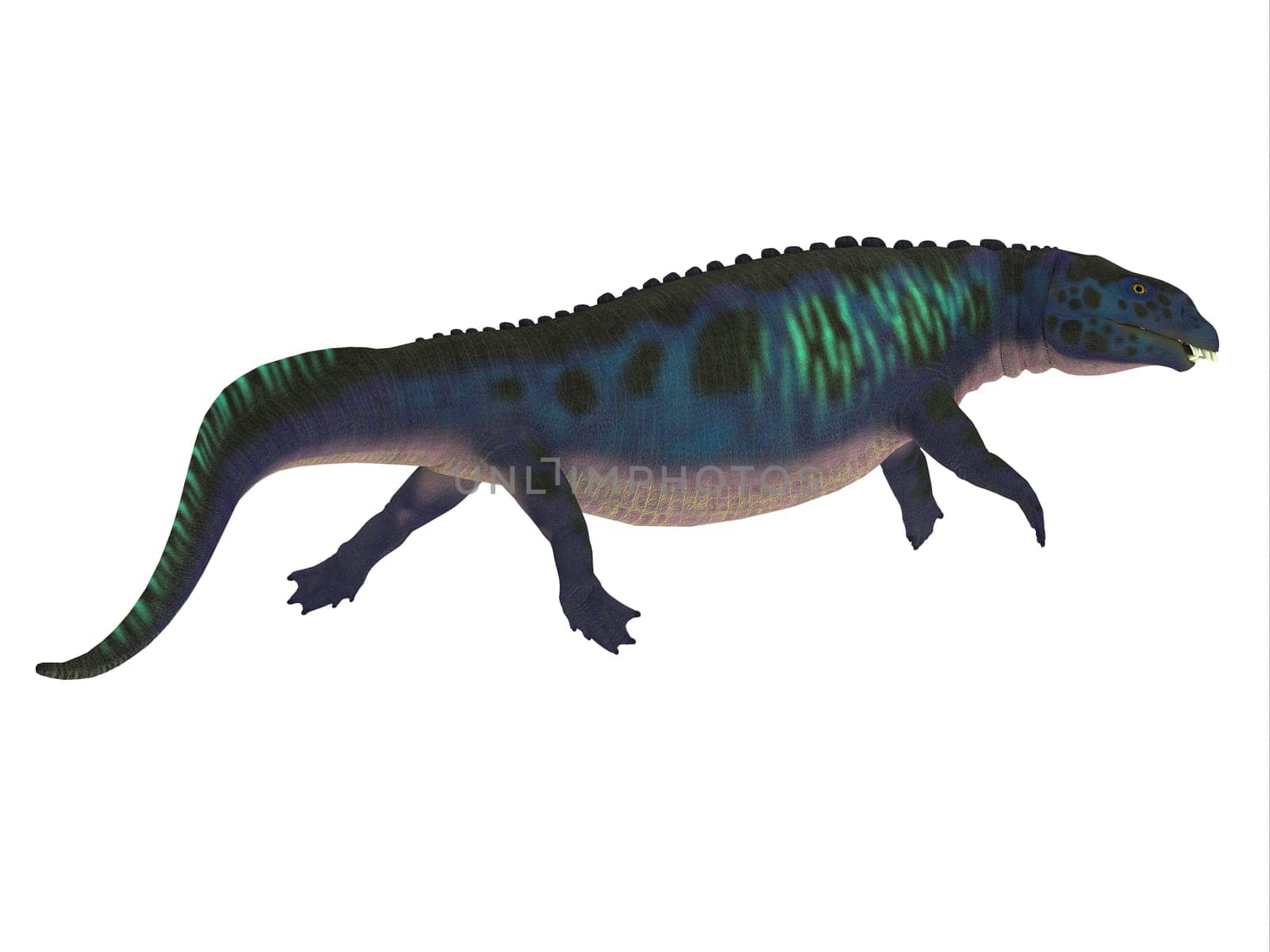 Placodus was a marine carnivorous reptile that lived in the seas of China and Europe during the Triassic Period.