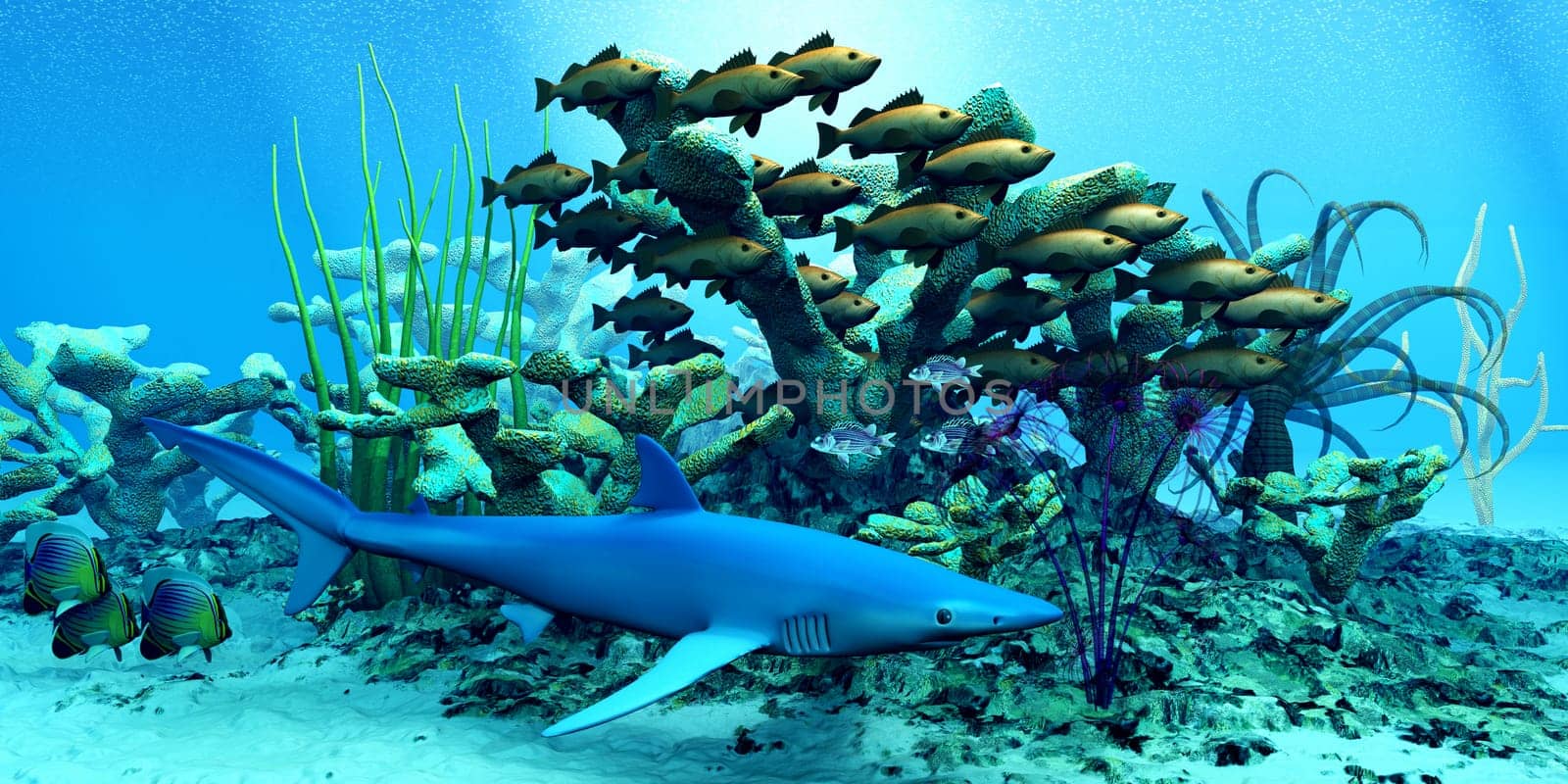 A school of Bocaccio Rockfish swim through a reef and keep a wary eye on a blue shark.