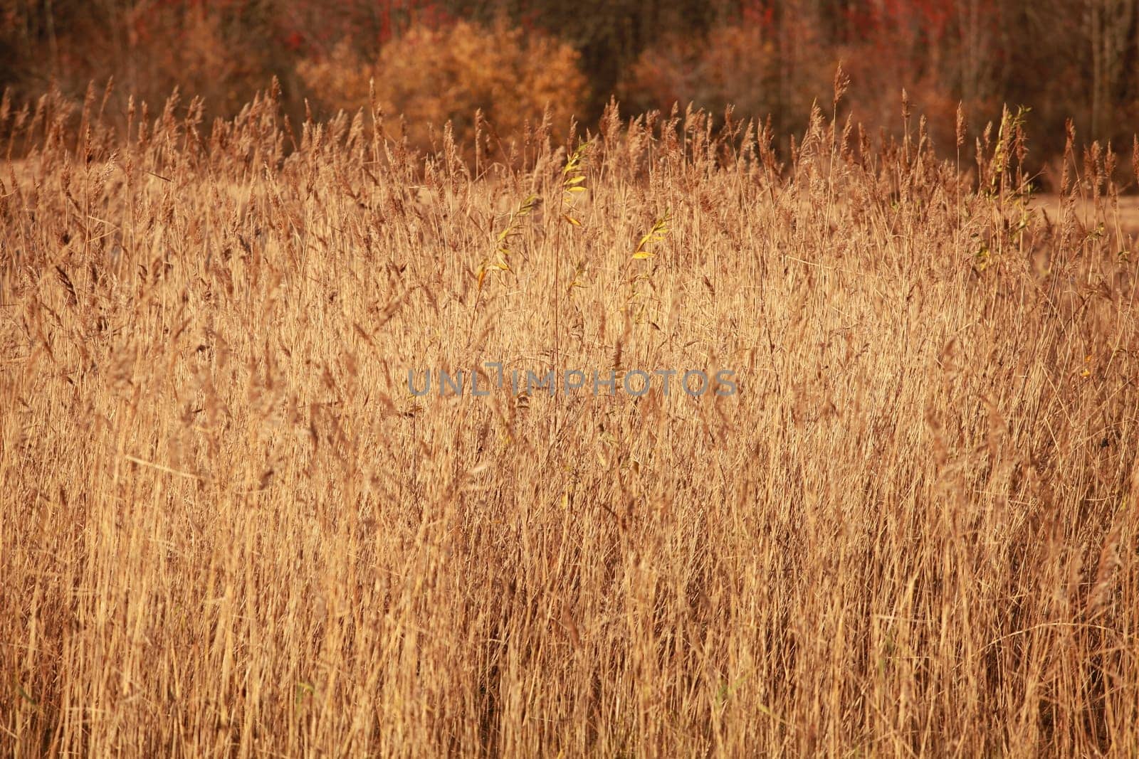yellow dry thickets of tall reeds autumn abstract background