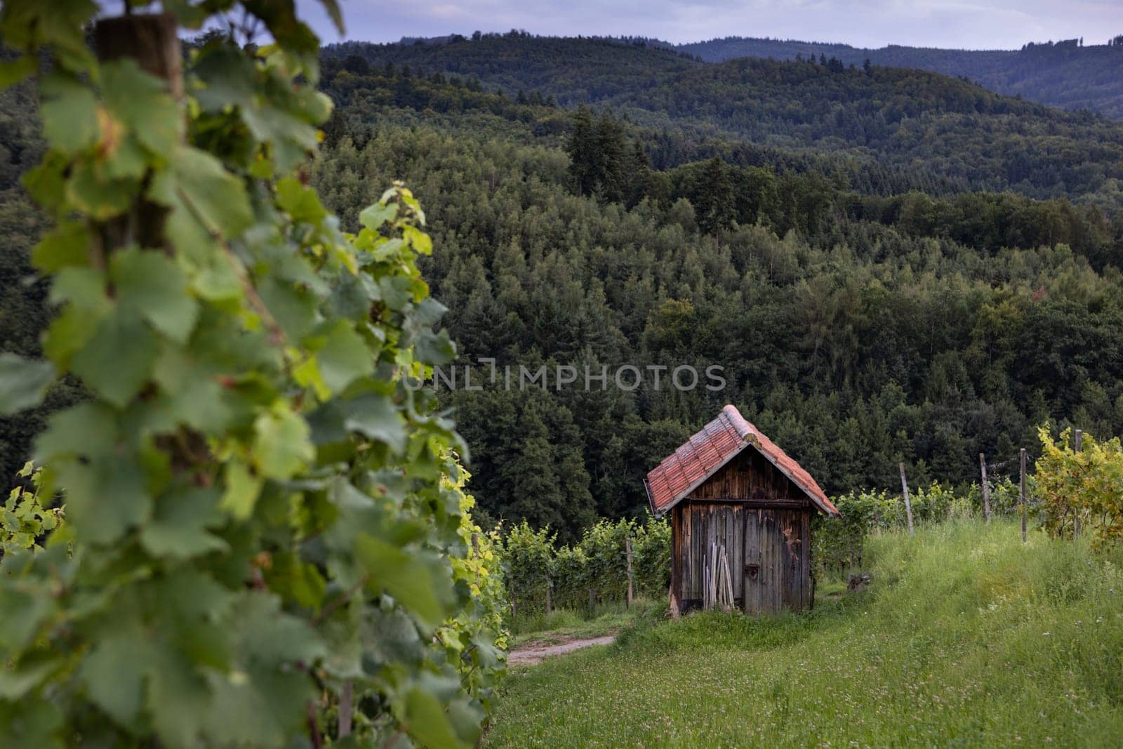 Rebhütte im Schwarzwald