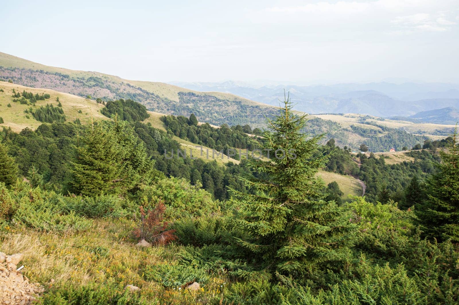 Idyllic mountain nature landscape in summer day. Panoramic view of Kopaonik mountain. Serbia.