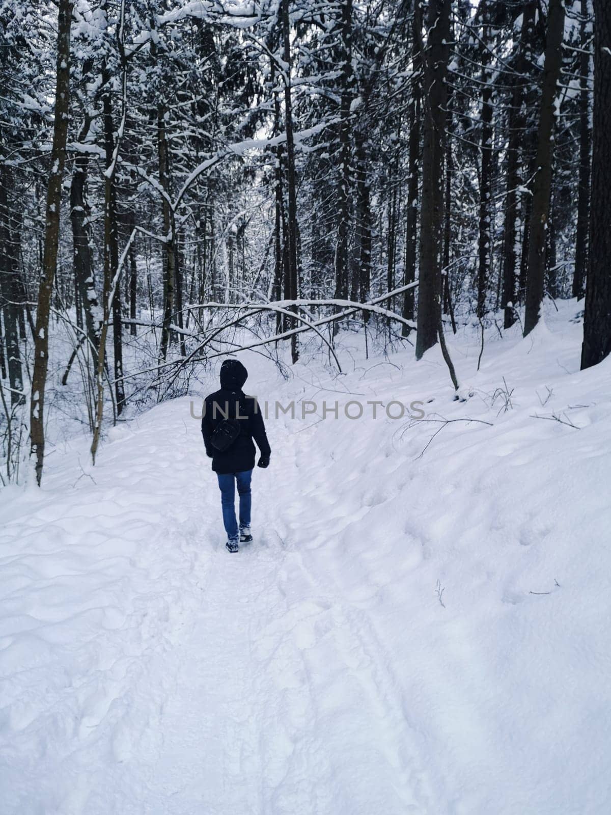 Rear view of a man in a hooded jacket walking through the winter forest.