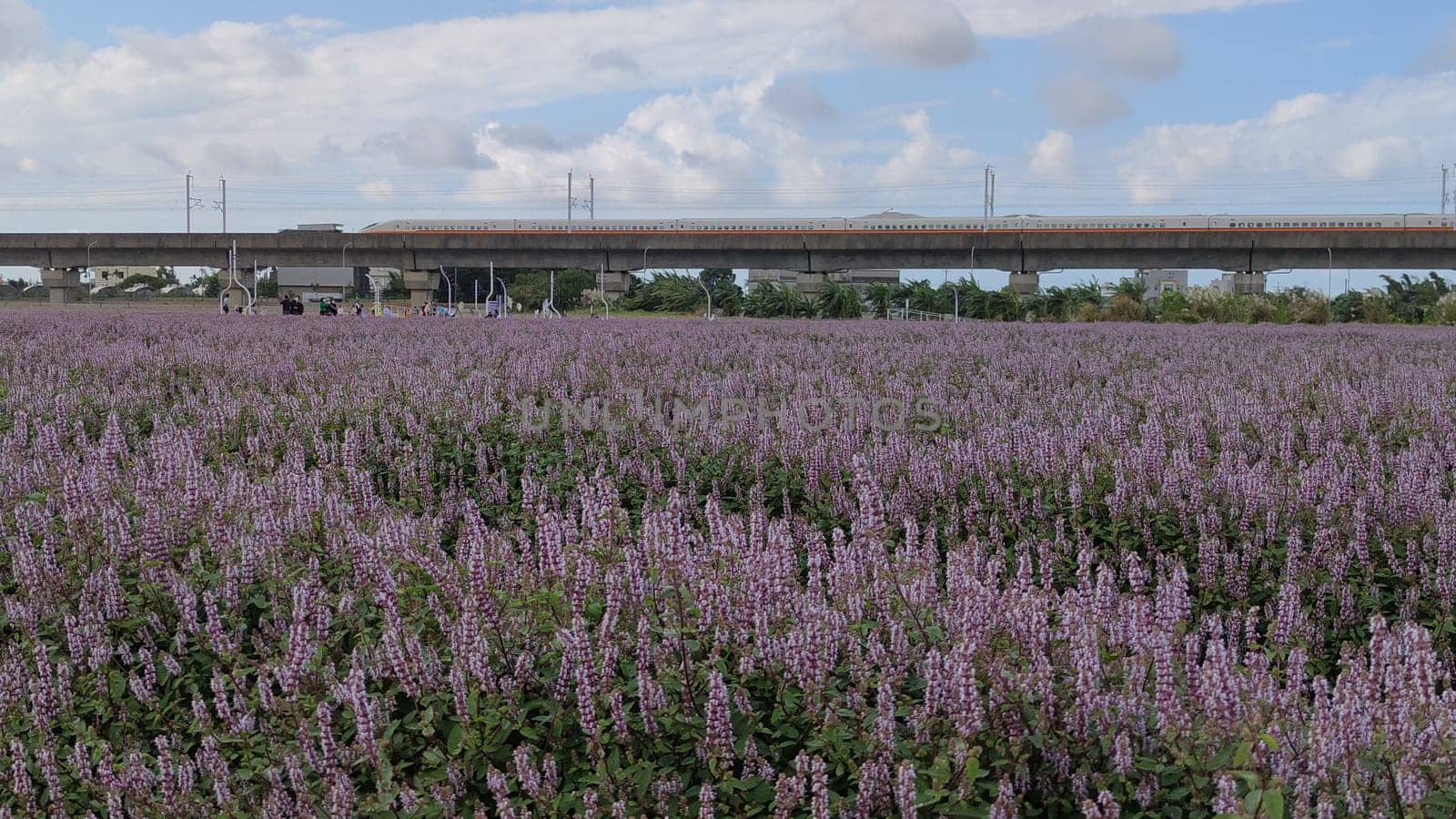 Yangmei District, Taoyuan City - Nov 30, 2021: Romantic Purple Immortal Grass Flower Sea, Yangmei District, Taoyuan City, Taiwan