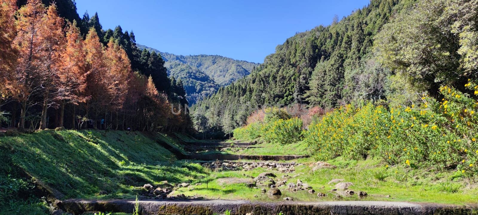 Zhushan, Nantou County - Dec 1, 2021: Shanlinxi Forest Ecological Resort features rich theme activities, seasonal flowers and rich ecology