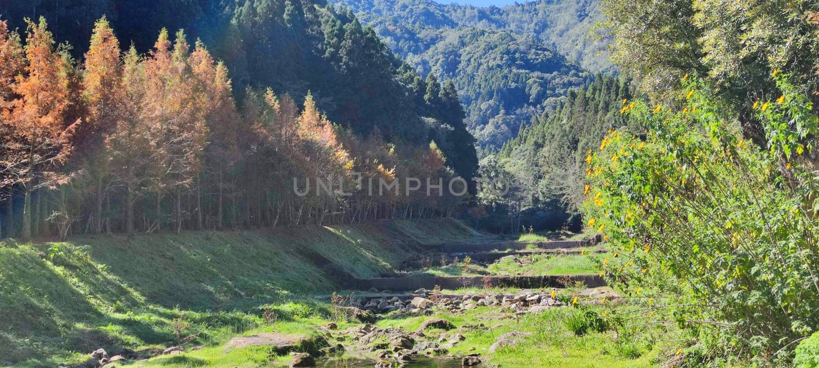 Zhushan, Nantou County - Dec 1, 2021: Shanlinxi Forest Ecological Resort features rich theme activities, seasonal flowers and rich ecology