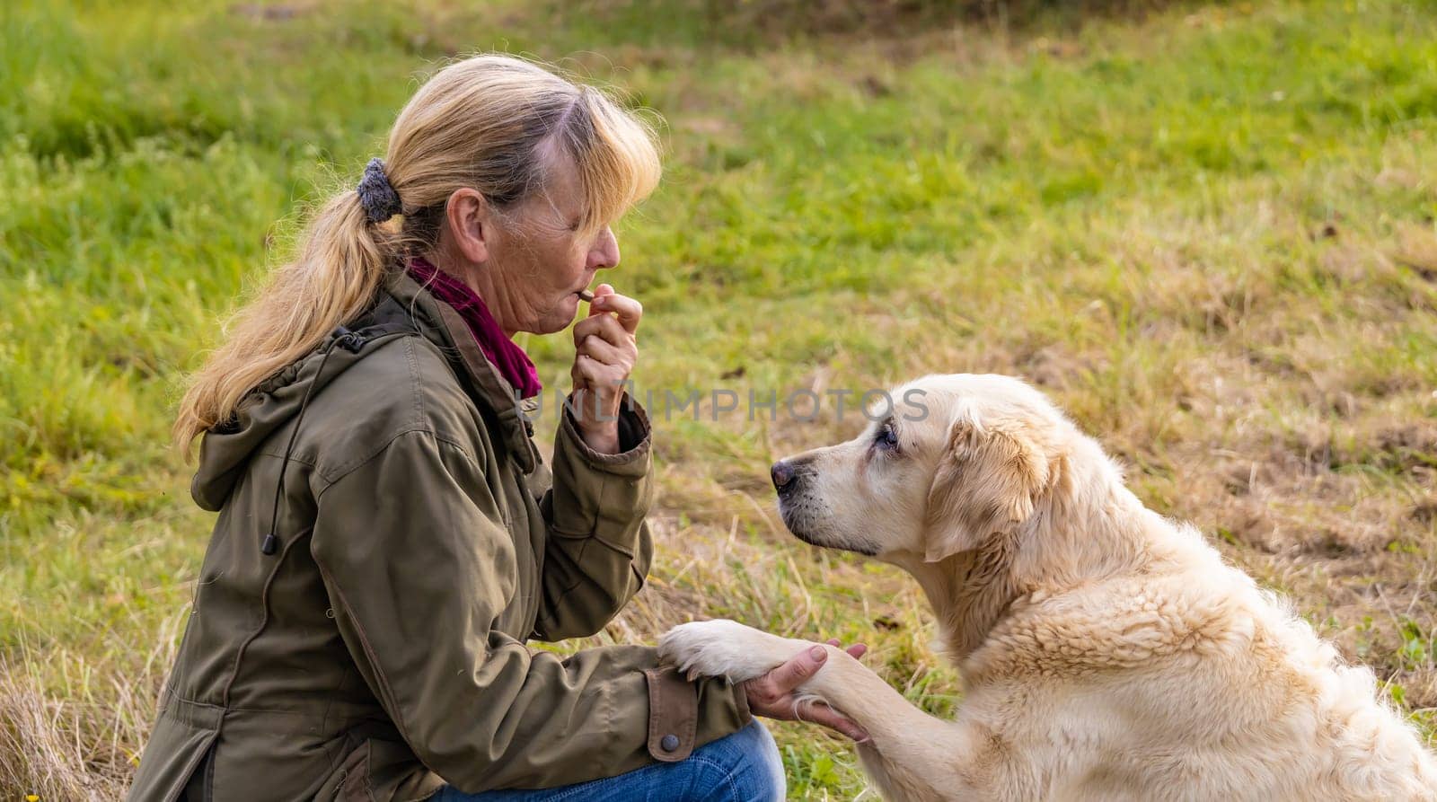 Beige senior Golden Retriever gives paw to her female owner