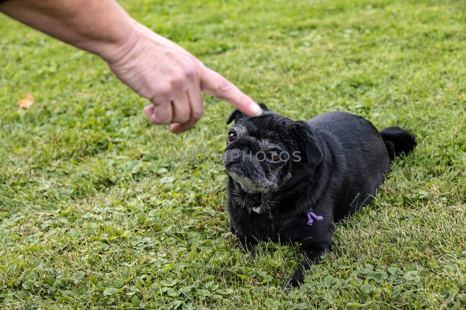Black senior pug posing on green meadows.