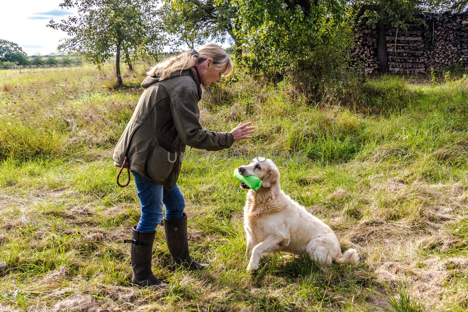 Dog trainer trains a golden retriever on a meadow in autumn.