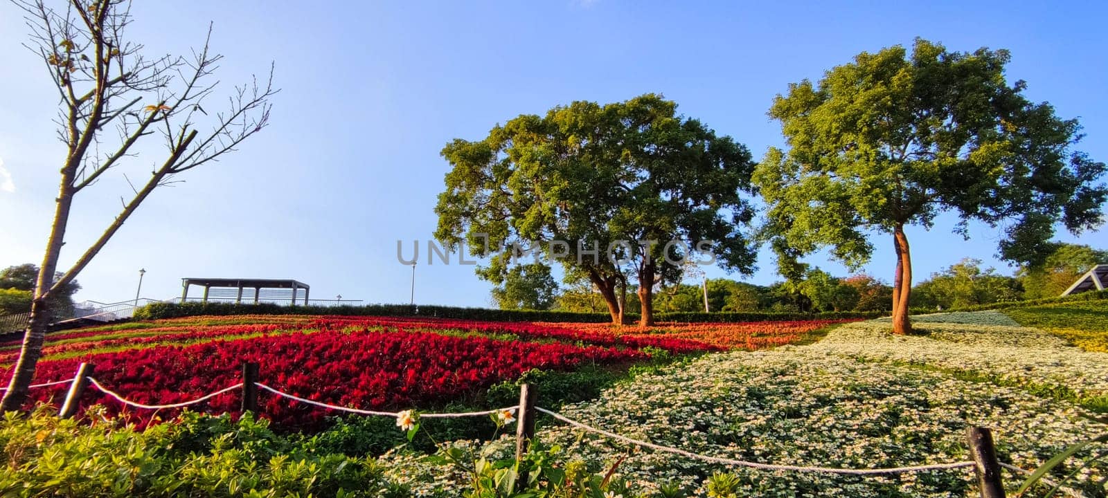 The San-Tseng-Chi Urban Park on a bright sunny day with colorful flower fields on the hillside under blue clear sky during Flower Festival, in Beitou District, Taipei City, Taiwan
