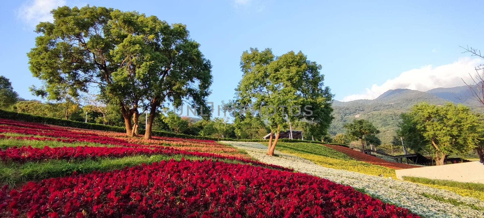 The San-Tseng-Chi Urban Park on a bright sunny day with colorful flower fields on the hillside under blue clear sky during Flower Festival, in Beitou District, Taipei City, Taiwan