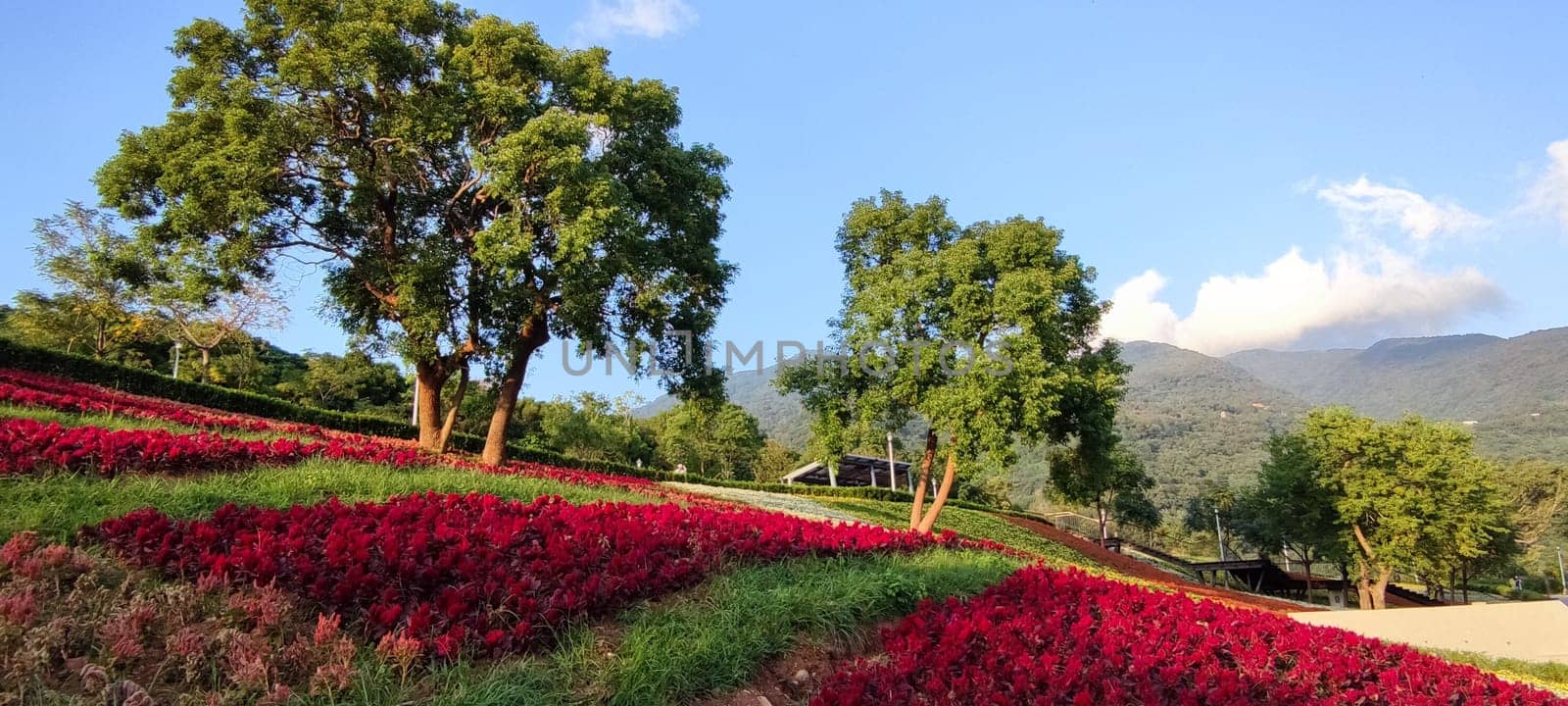 The San-Tseng-Chi Urban Park on a bright sunny day with colorful flower fields on the hillside under blue clear sky during Flower Festival, in Beitou District, Taipei City, Taiwan