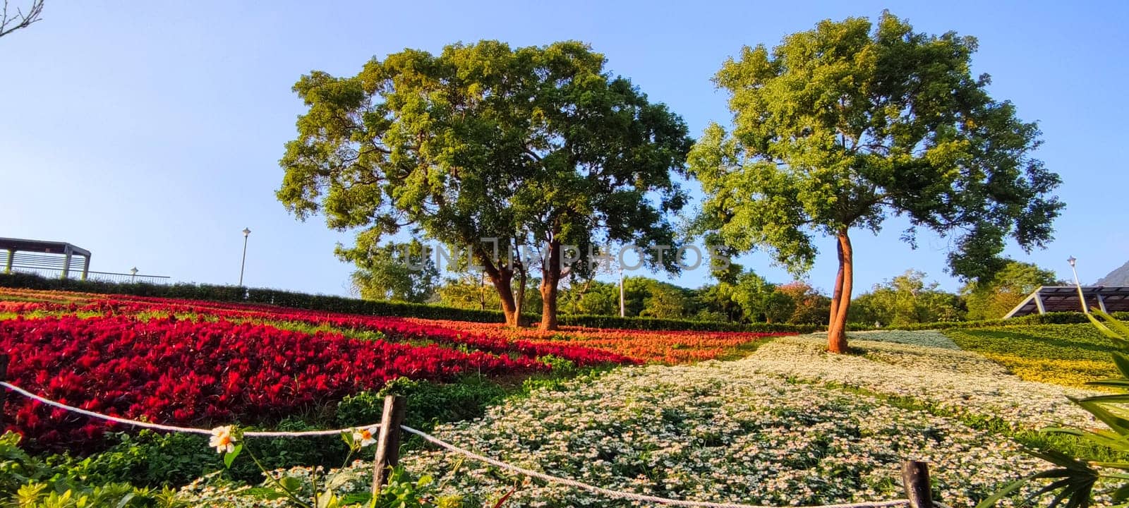 The San-Tseng-Chi Urban Park on a bright sunny day with colorful flower fields on the hillside under blue clear sky during Flower Festival, in Beitou District, Taipei City, Taiwan