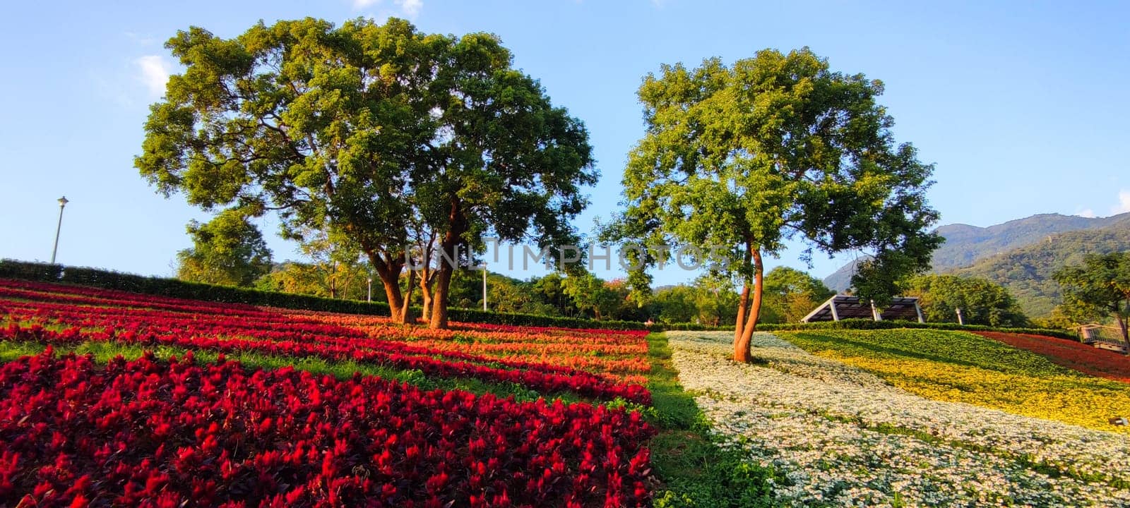 The San-Tseng-Chi Urban Park on a bright sunny day with colorful flower fields on the hillside under blue clear sky during Flower Festival, in Beitou District, Taipei City, Taiwan