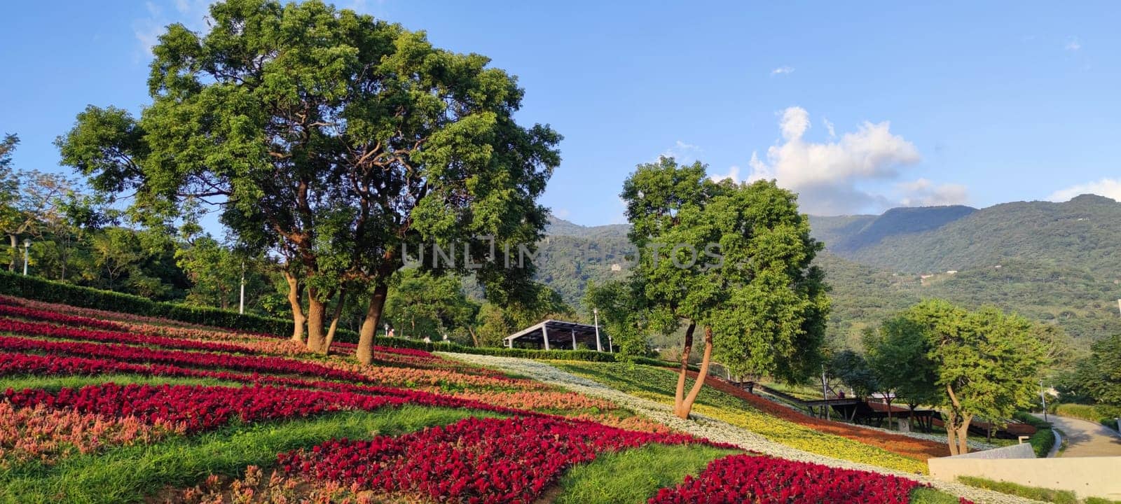 The San-Tseng-Chi Urban Park on a bright sunny day with colorful flower fields on the hillside under blue clear sky during Flower Festival, in Beitou District, Taipei City, Taiwan