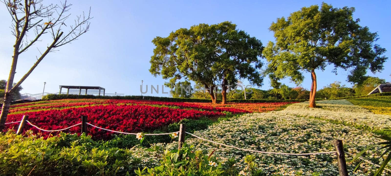The San-Tseng-Chi Urban Park on a bright sunny day with colorful flower fields on the hillside under blue clear sky during Flower Festival, in Beitou District, Taipei City, Taiwan