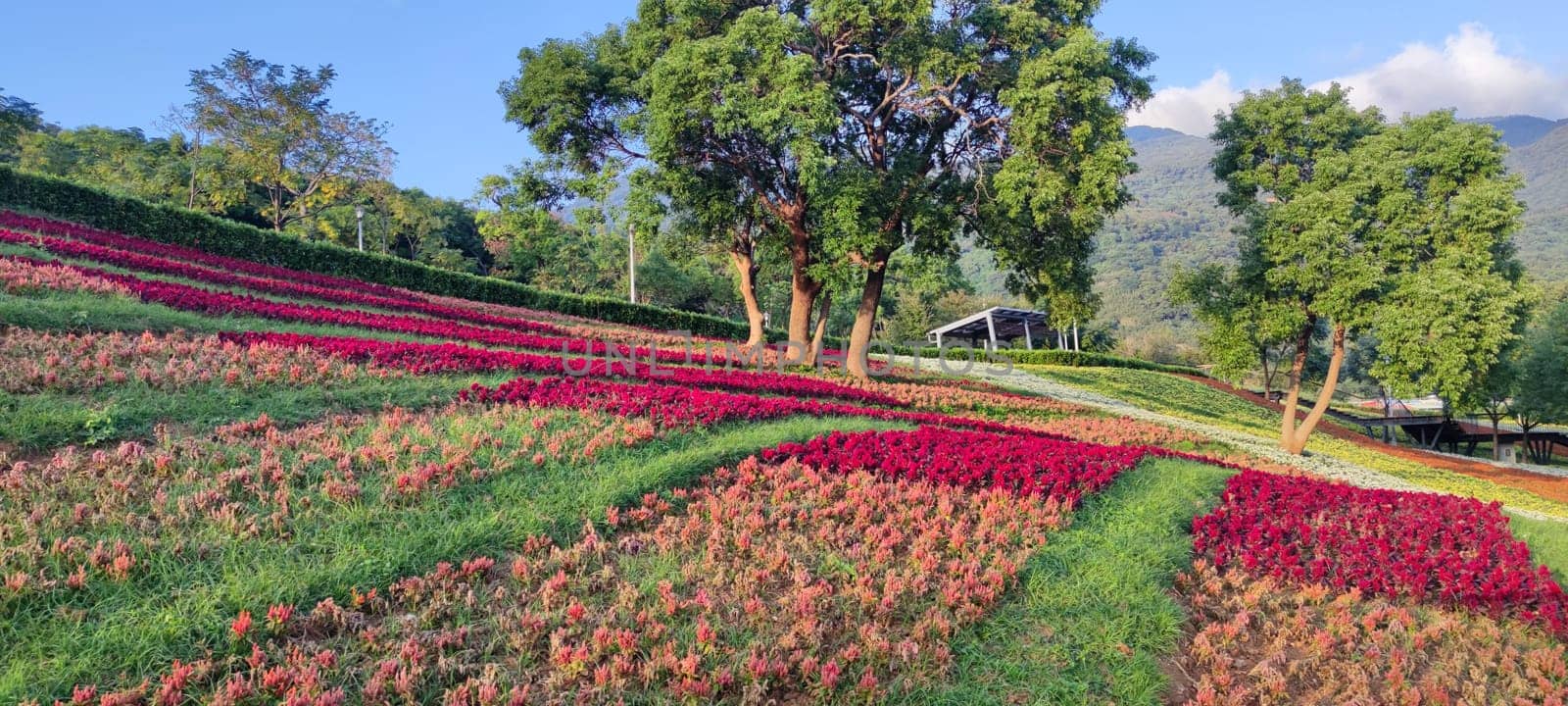 The San-Tseng-Chi Urban Park on a bright sunny day with colorful flower fields on the hillside under blue clear sky during Flower Festival, in Beitou District, Taipei City, Taiwan