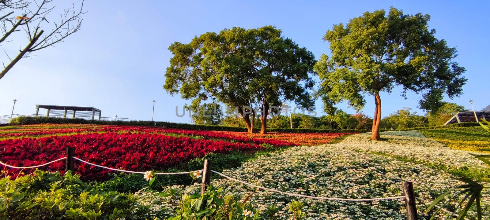 The San-Tseng-Chi Urban Park on a bright sunny day with colorful flower fields on the hillside under blue clear sky during Flower Festival, in Beitou District, Taipei City, Taiwan