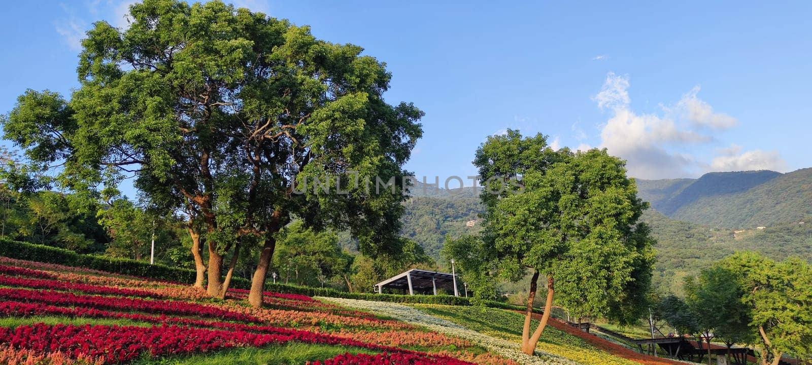 The San-Tseng-Chi Urban Park on a bright sunny day with colorful flower fields on the hillside under blue clear sky during Flower Festival, in Beitou District, Taipei City, Taiwan