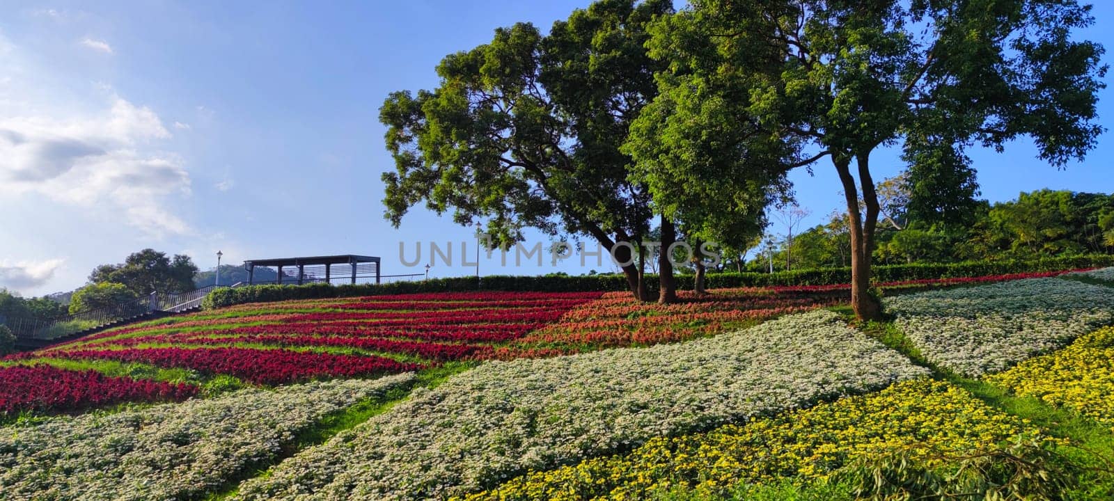 The San-Tseng-Chi Urban Park on a bright sunny day with colorful flower fields on the hillside under blue clear sky during Flower Festival, in Beitou District, Taipei City, Taiwan