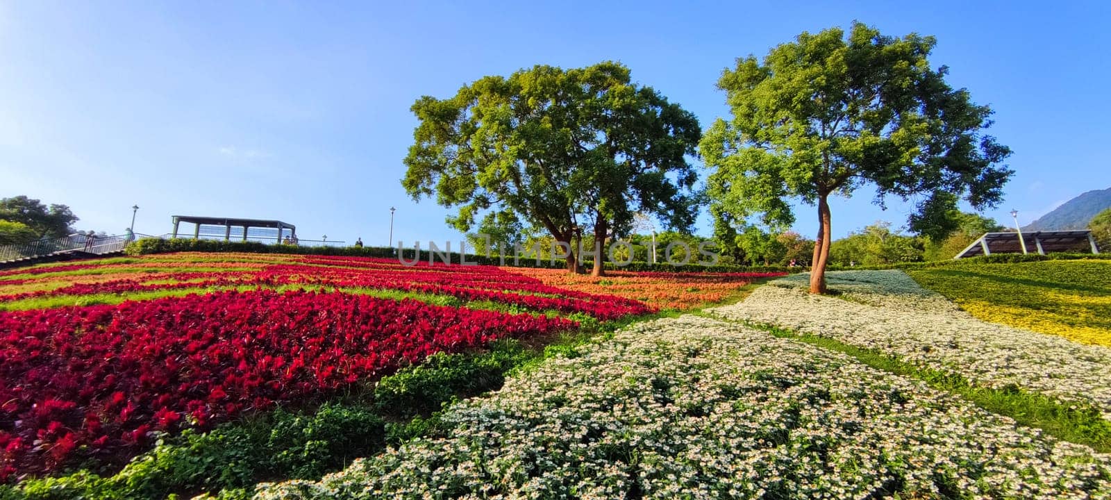 The San-Tseng-Chi Urban Park on a bright sunny day with colorful flower fields on the hillside under blue clear sky during Flower Festival, in Beitou District, Taipei City, Taiwan