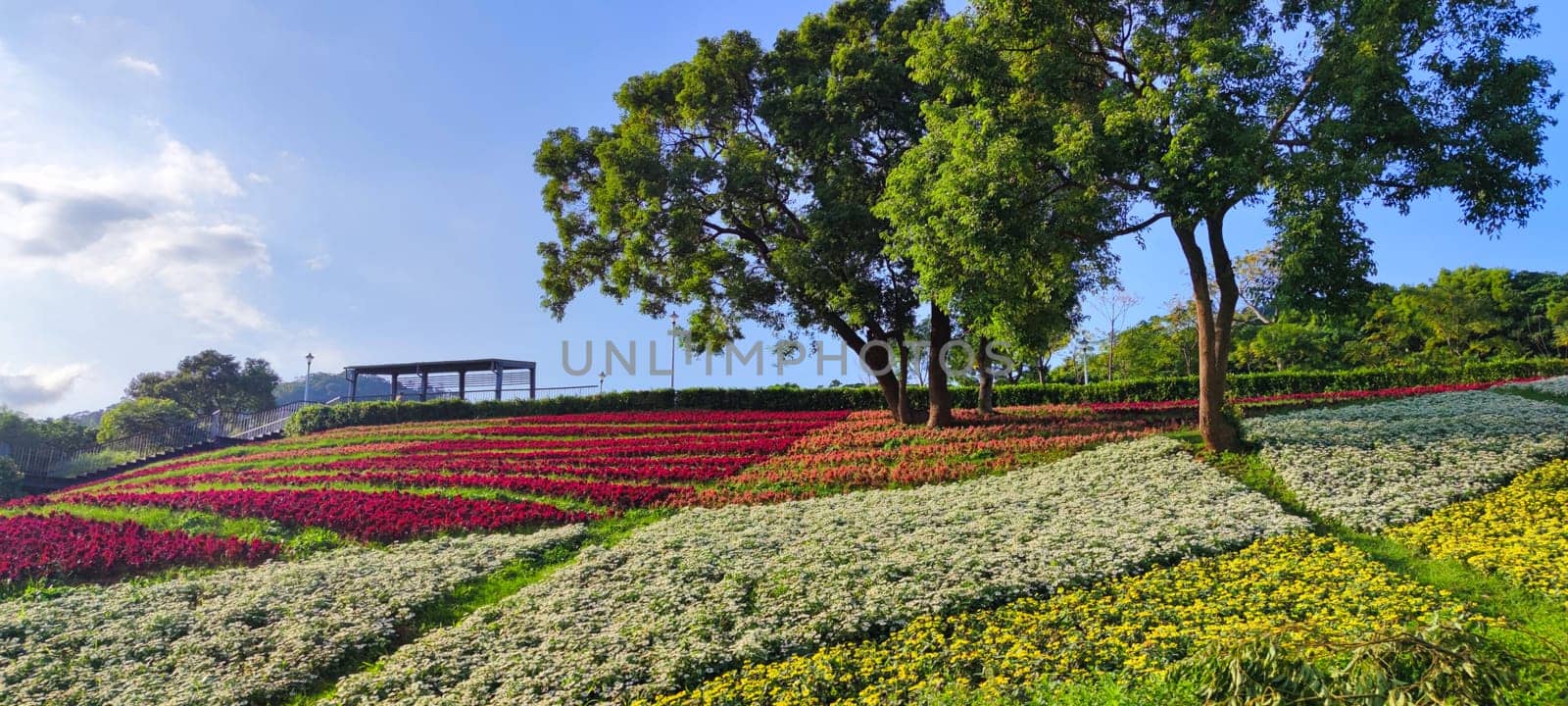 The San-Tseng-Chi Urban Park on a bright sunny day with colorful flower fields on the hillside under blue clear sky during Flower Festival, in Beitou District, Taipei City, Taiwan