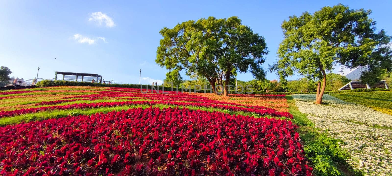 The San-Tseng-Chi Urban Park on a bright sunny day with colorful flower fields on the hillside under blue clear sky during Flower Festival, in Beitou District, Taipei City, Taiwan