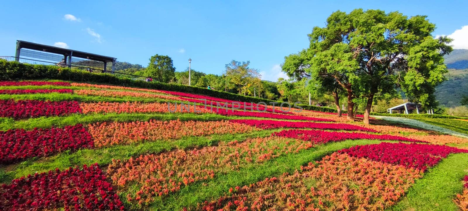The San-Tseng-Chi Urban Park on a bright sunny day with colorful flower fields on the hillside under blue clear sky during Flower Festival, in Beitou District, Taipei City, Taiwan