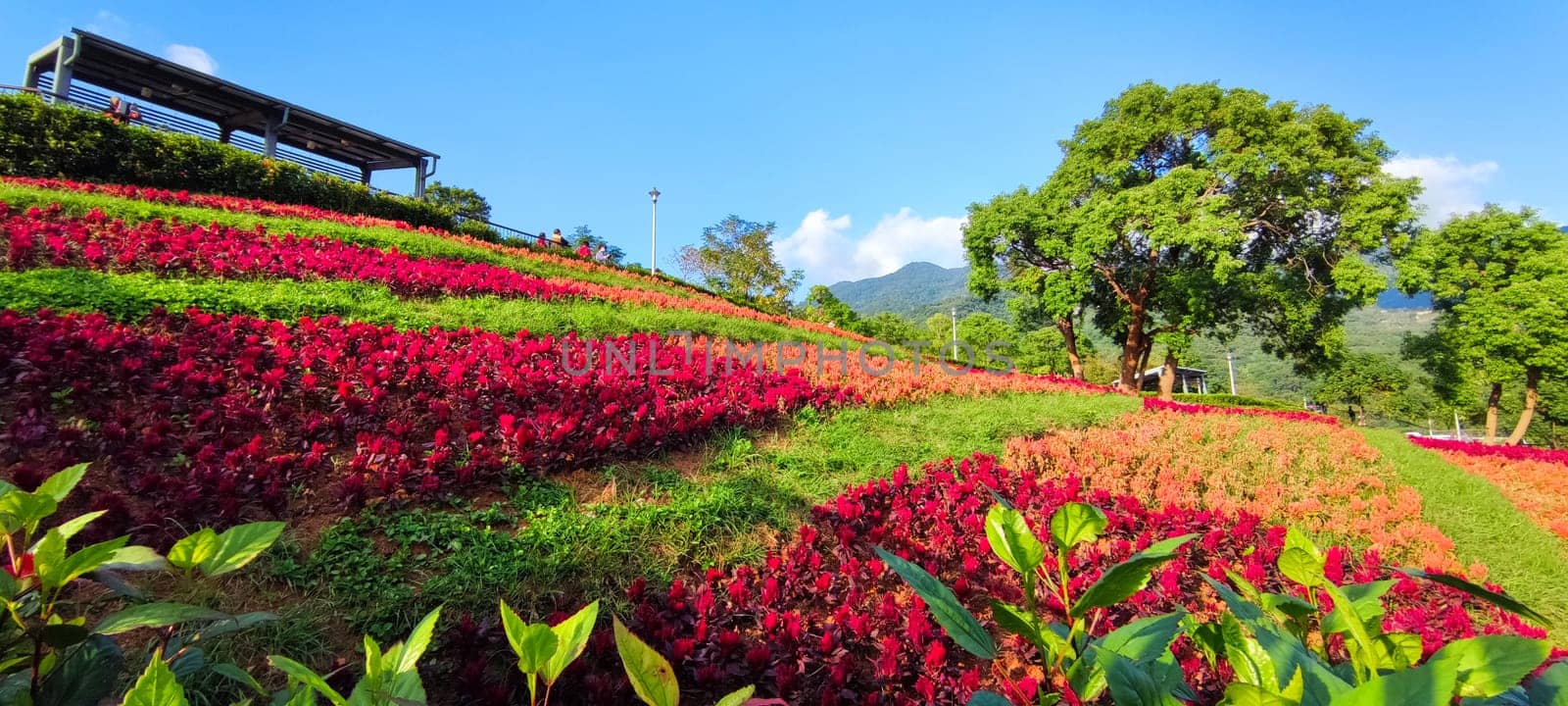 The San-Tseng-Chi Urban Park on a bright sunny day with colorful flower fields on the hillside under blue clear sky during Flower Festival, in Beitou District, Taipei City, Taiwan