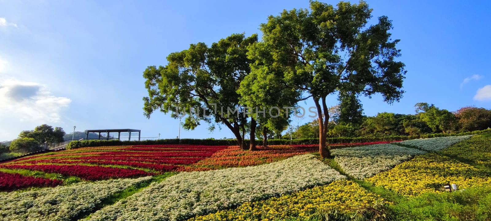 The San-Tseng-Chi Urban Park on a bright sunny day with colorful flower fields on the hillside under blue clear sky during Flower Festival, in Beitou District, Taipei City, Taiwan