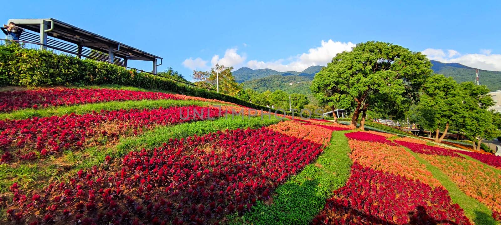 The San-Tseng-Chi Urban Park on a bright sunny day with colorful flower fields on the hillside under blue clear sky during Flower Festival, in Beitou District, Taipei City, Taiwan