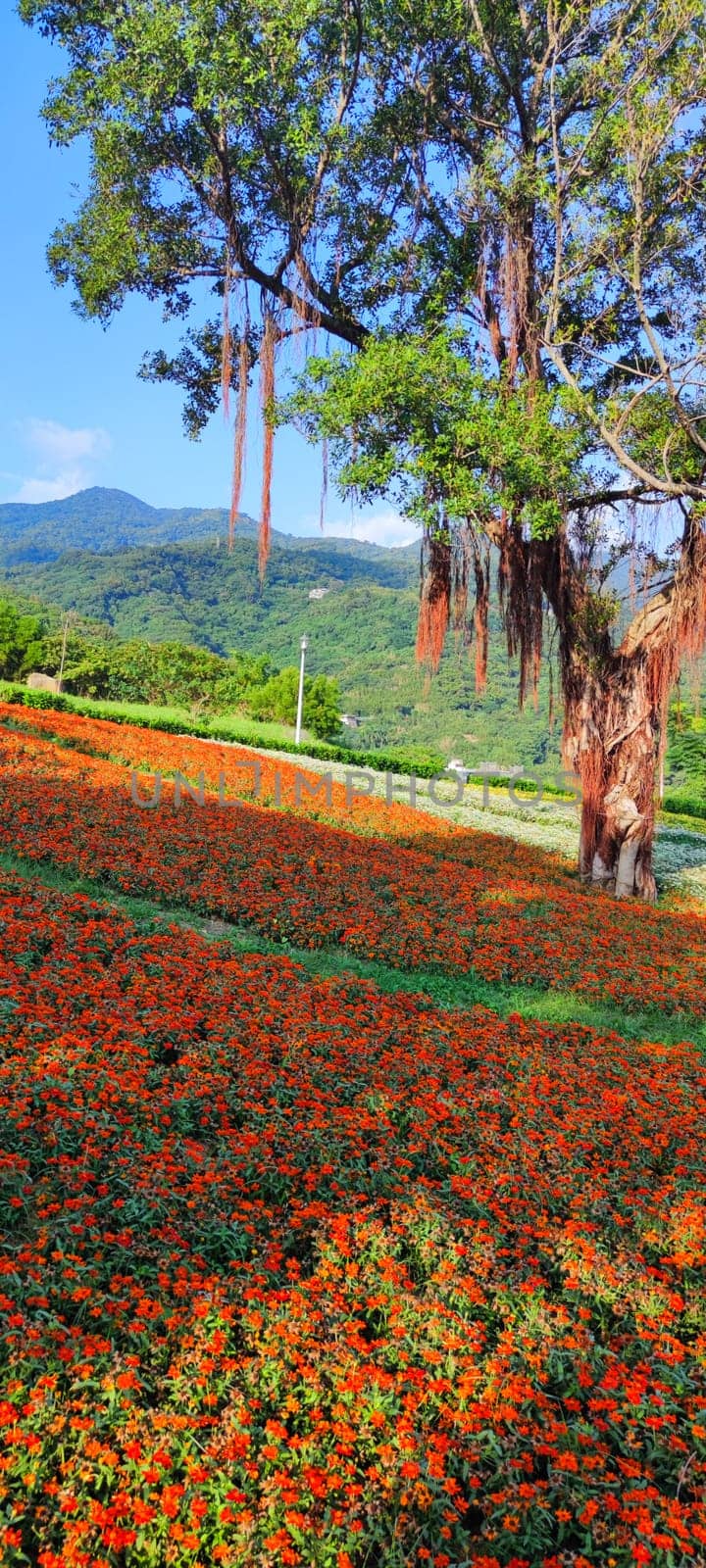 The San-Tseng-Chi Urban Park on a bright sunny day with colorful flower fields on the hillside under blue clear sky during Flower Festival, in Beitou District, Taipei City, Taiwan