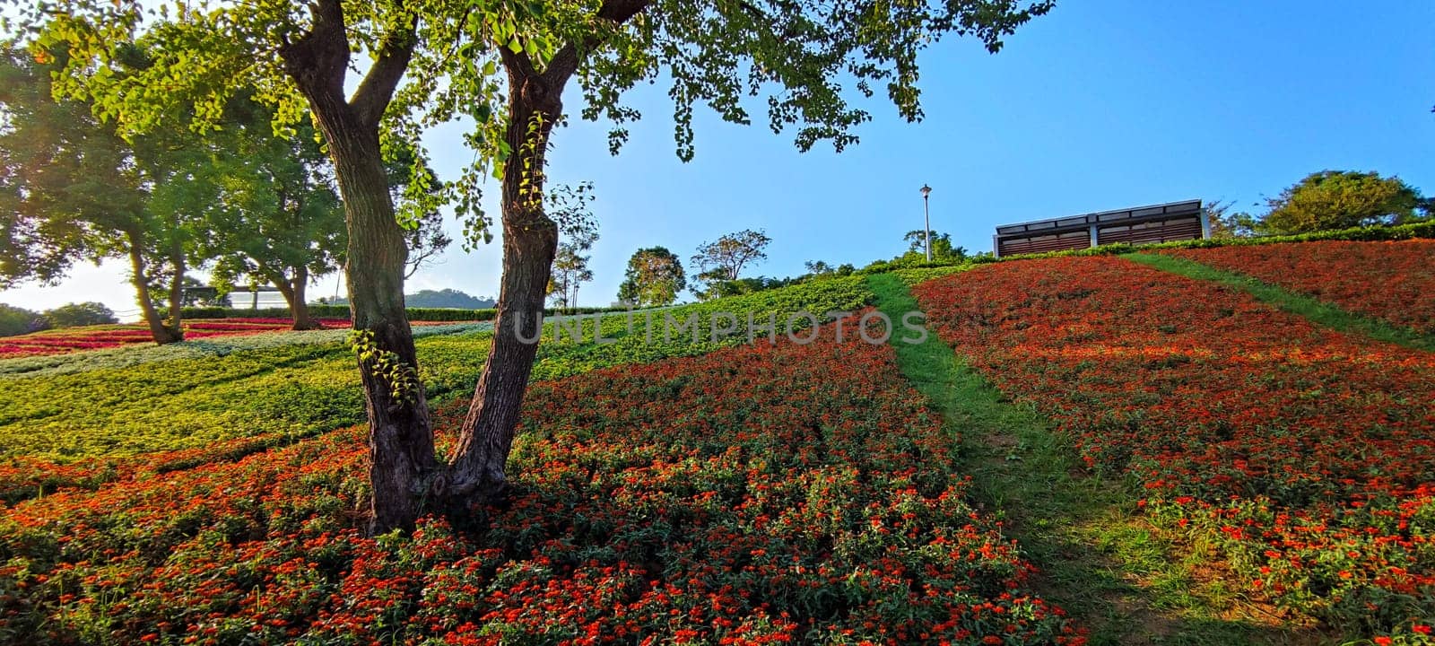 The San-Tseng-Chi Urban Park on a bright sunny day with colorful flower fields on the hillside under blue clear sky during Flower Festival, in Beitou District, Taipei City, Taiwan