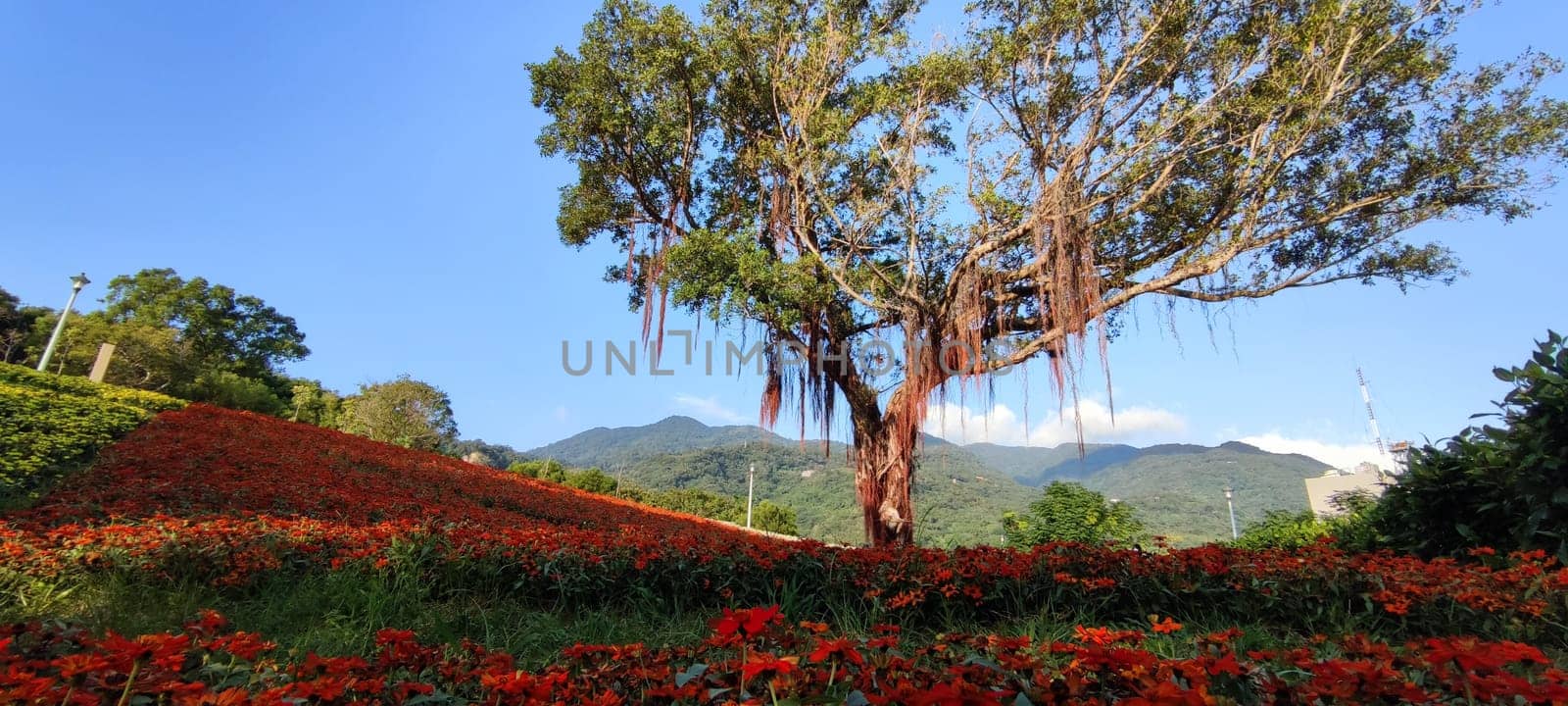 The San-Tseng-Chi Urban Park on a bright sunny day with colorful flower fields on the hillside under blue clear sky during Flower Festival, in Beitou District, Taipei City, Taiwan