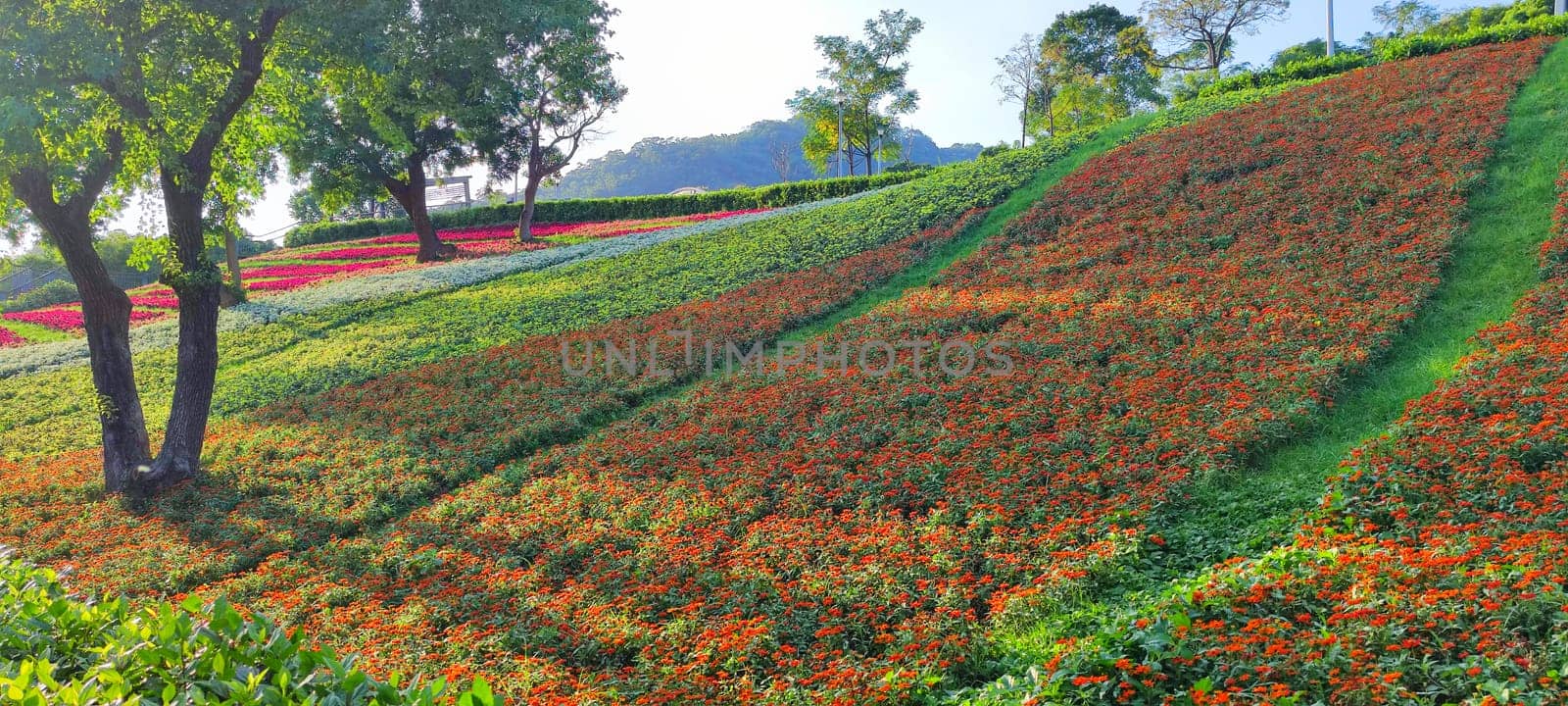 The San-Tseng-Chi Urban Park on a bright sunny day with colorful flower fields on the hillside under blue clear sky during Flower Festival, in Beitou District, Taipei City, Taiwan