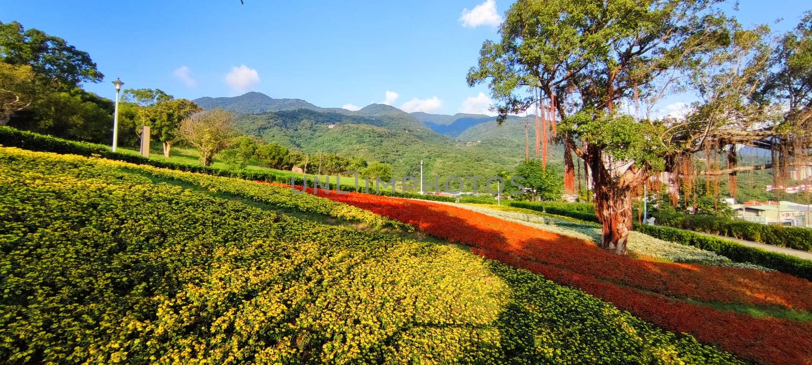 The San-Tseng-Chi Urban Park on a bright sunny day with colorful flower fields on the hillside under blue clear sky during Flower Festival, in Beitou District, Taipei City, Taiwan
