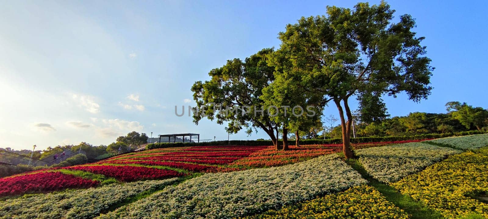 The San-Tseng-Chi Urban Park on a bright sunny day with colorful flower fields on the hillside under blue clear sky during Flower Festival, in Beitou District, Taipei City, Taiwan